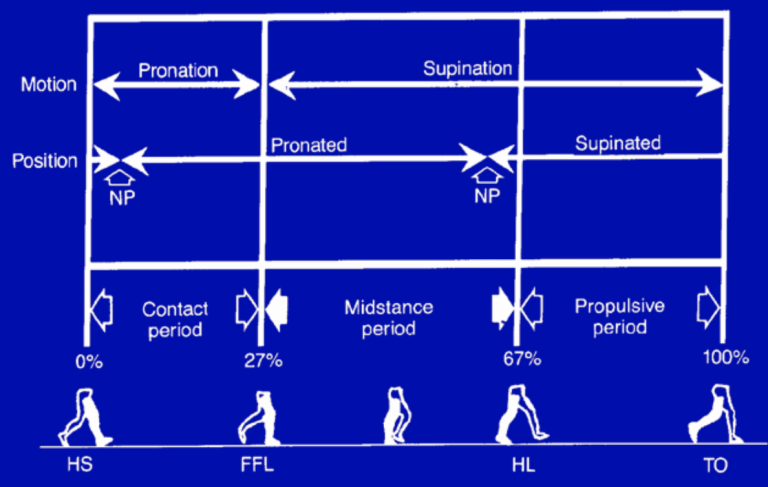 Diagram of the gait cycle