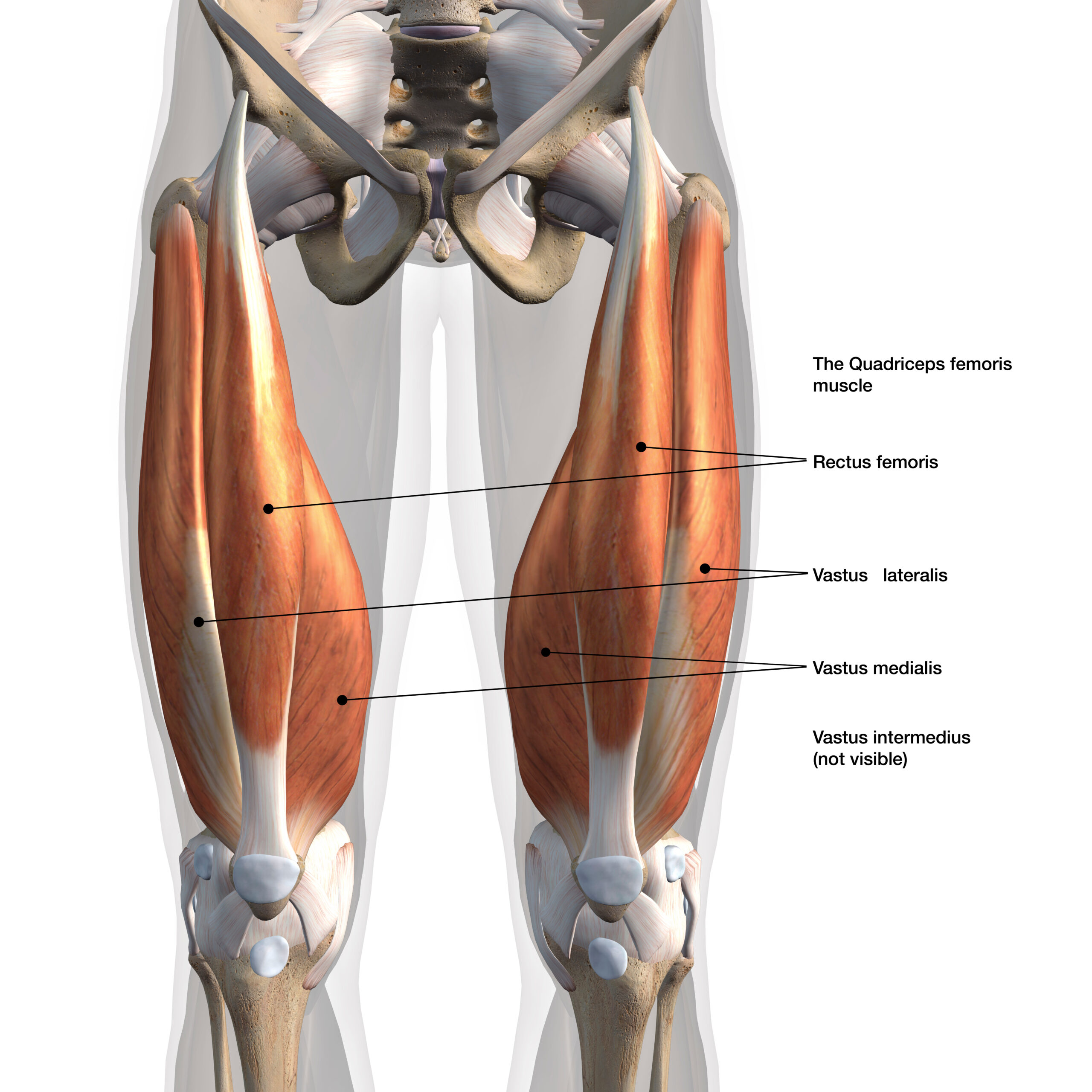 Some People Have 6 Quadricep Muscles Biomechanics Education