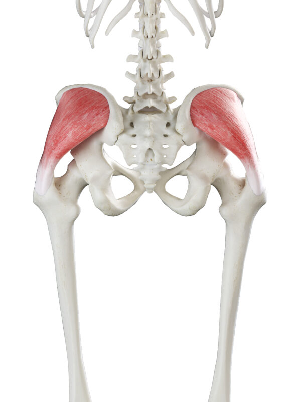 Pelvic (Hip) Biomechanics – Part 2 – The Muscles of the Hip ...