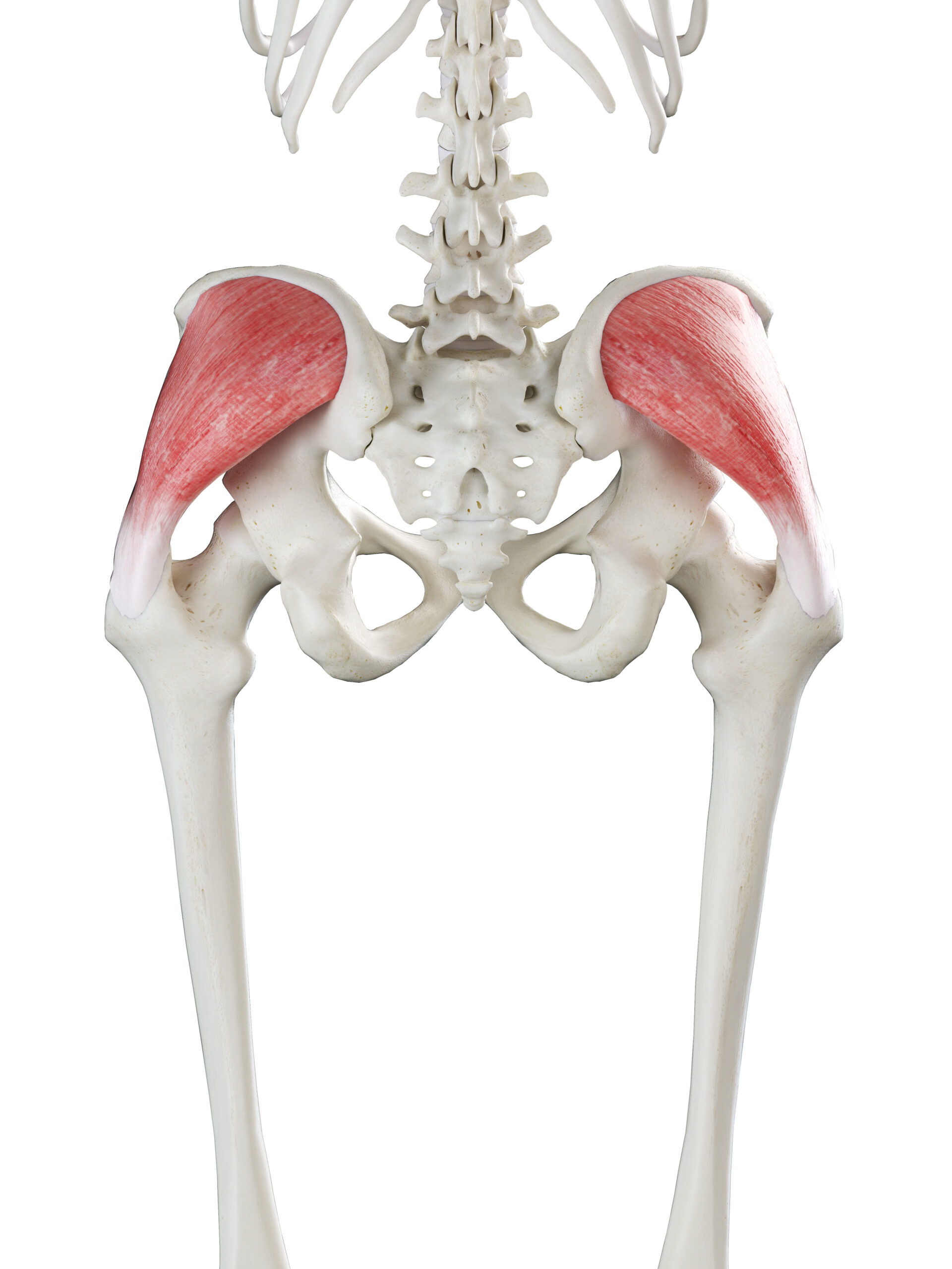 Simplifying The Pelvis