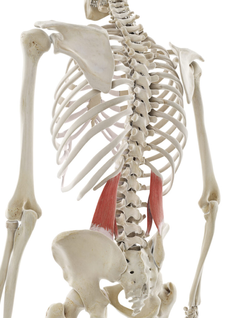 Spine Biomechanics Part 4 – The Muscles of the Spine – Biomechanics ...