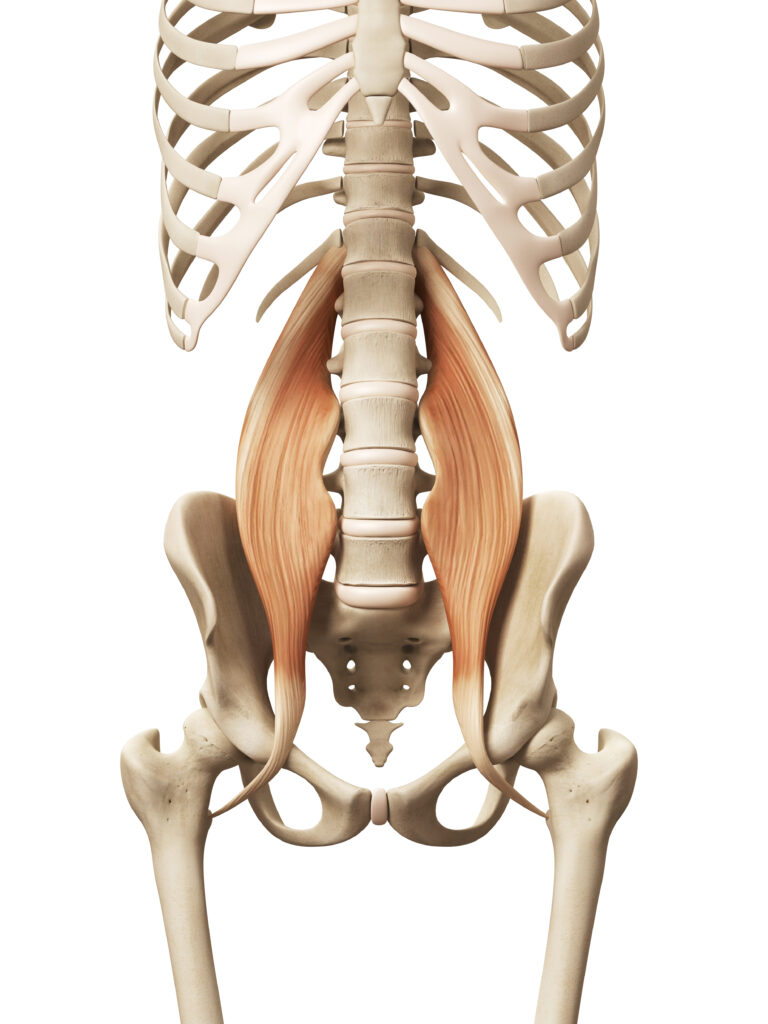 Pelvic (Hip) Biomechanics – Part 2 – The Muscles of the Hip ...