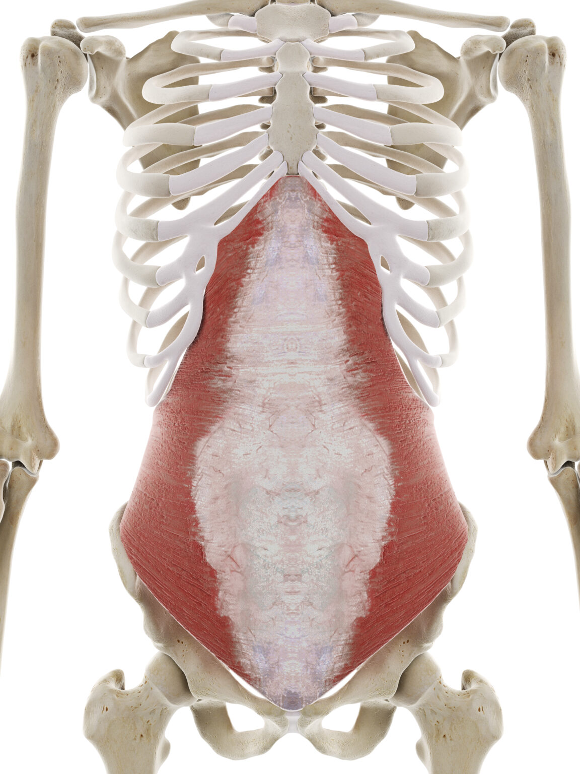 Spine Biomechanics Part 4 – The Muscles of the Spine – Biomechanics ...