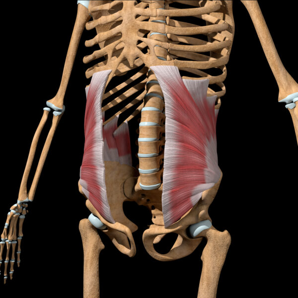 Spine Biomechanics Part 4 – The Muscles of the Spine – Biomechanics ...