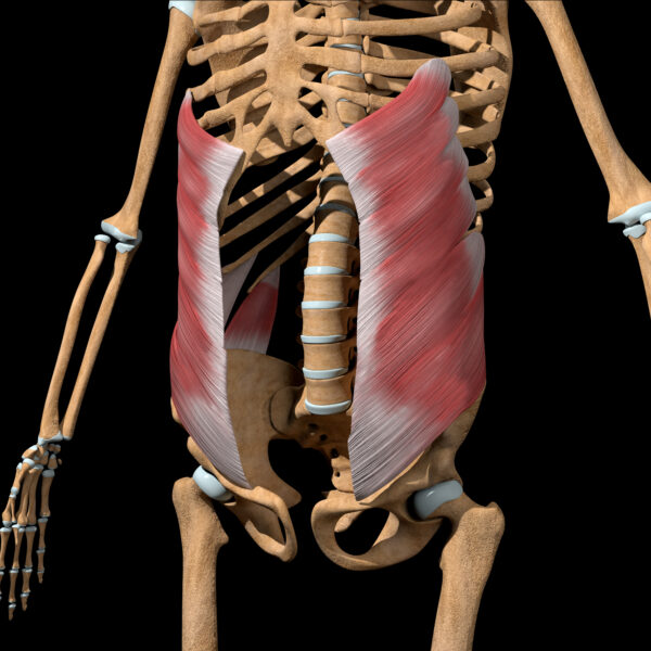 Spine Biomechanics Part 4 – The Muscles of the Spine – Biomechanics ...