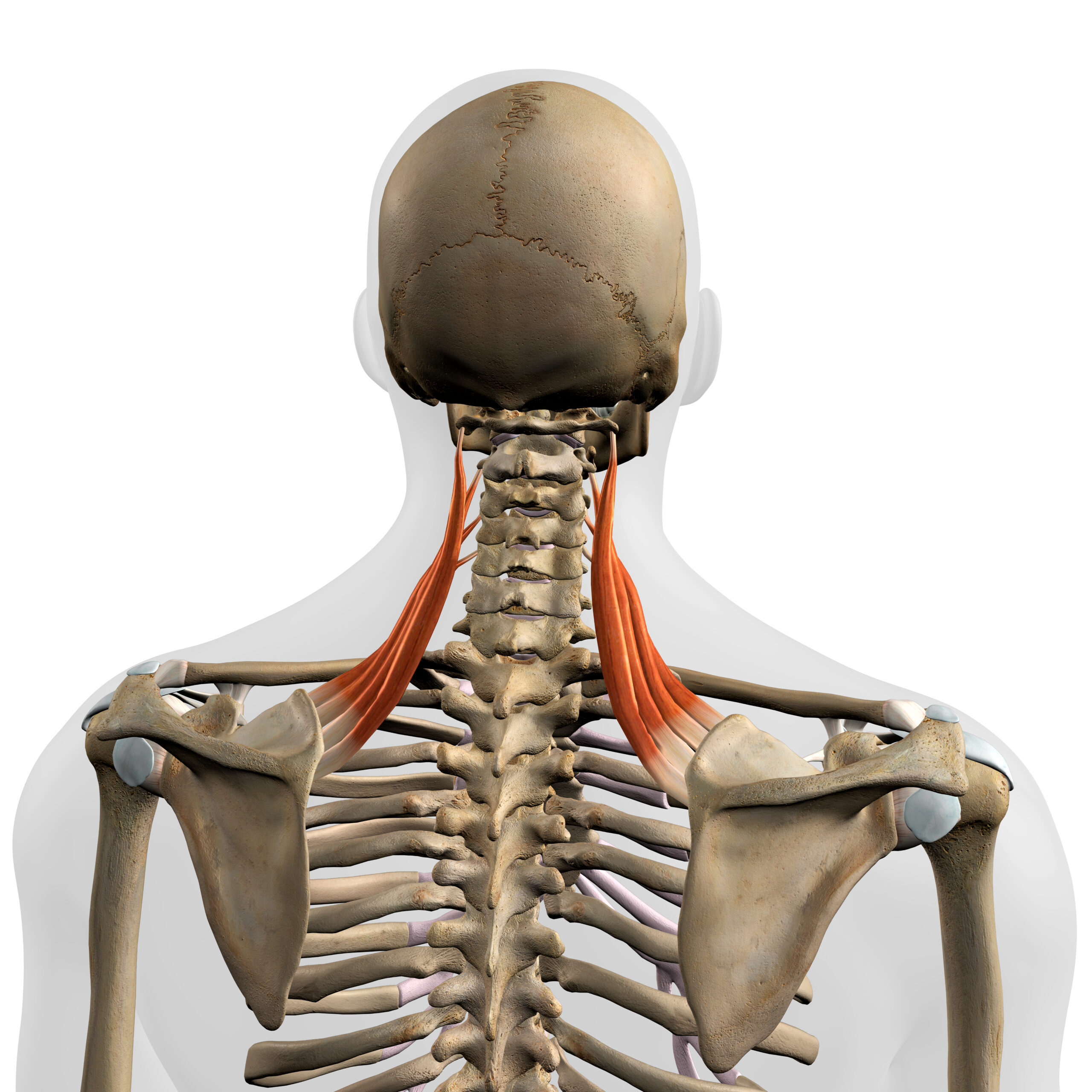 Muscles Of The Scapula