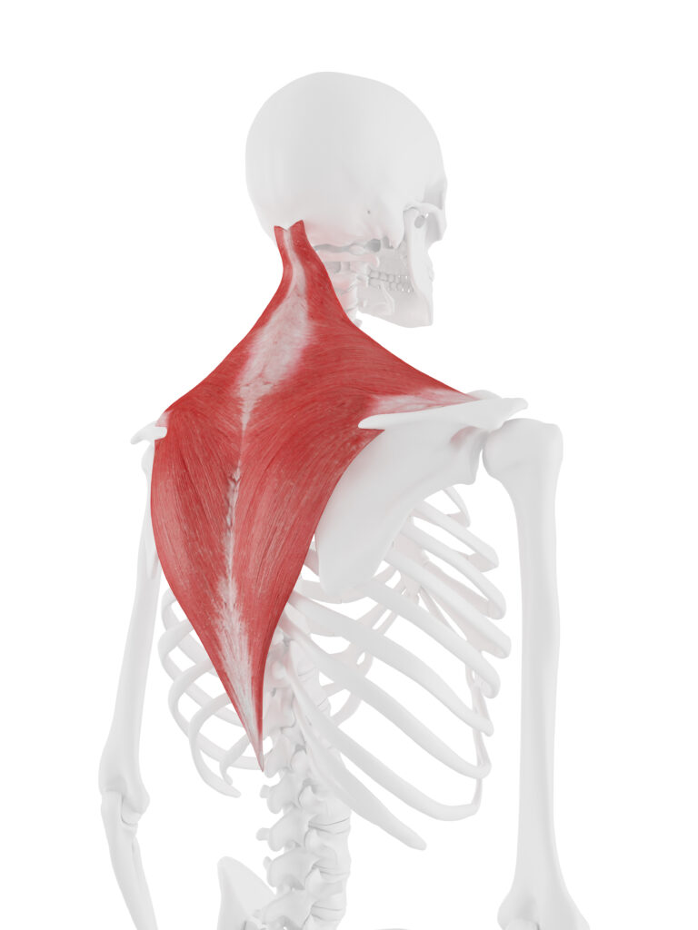 Shoulder Biomechanics Part 6 – The Muscles of the Shoulder ...