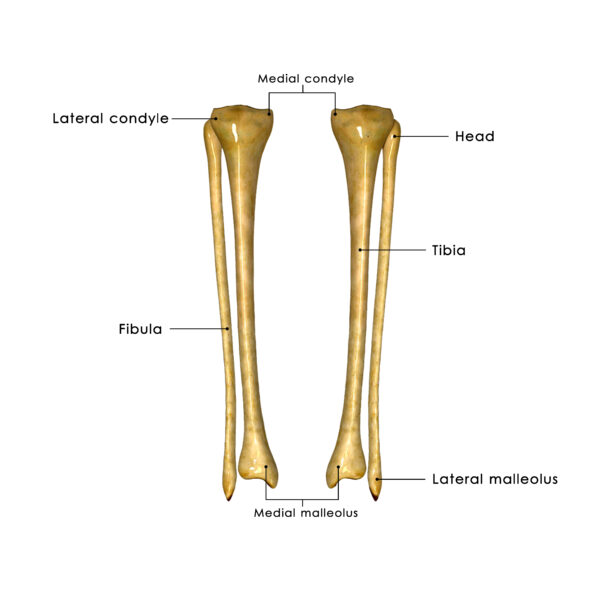 Knee Biomechanics Part 7 – The Bones of the Knee – Biomechanics Education