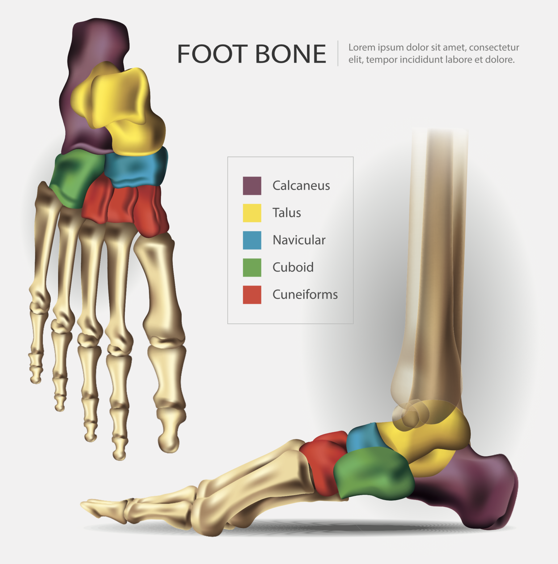 Calcaneus – Biomechanics Education